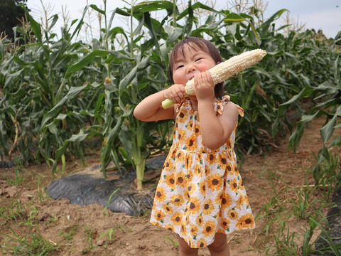 最高糖度22.0度！うとさんちのブランド野菜、極甘白いとうもろこし「雪やこんコーン」お試し4本入り