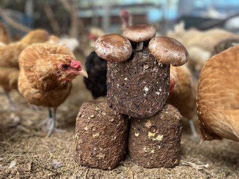 【母の日ギフト】 幸せの青い卵「下田ブルー」４パック、「下田しいたけ」800ｇセット