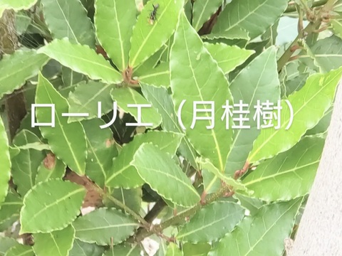 ティーリーフ葉360枚