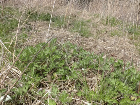 よもぎ生葉🌿90本（90苗）以上🌿上から15cmの柔らかいヨモギ🌿和ハーブ🌿ヨモギ☆蓬☆畑横の人が通らない林の蓬🌿🏣ゆうパック