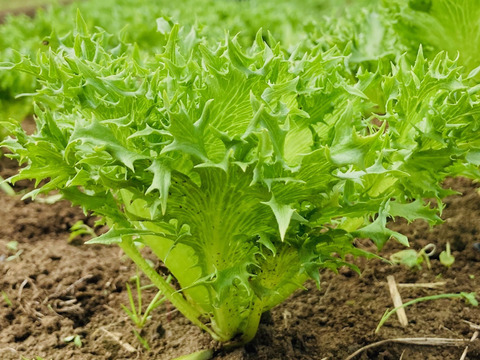 【クール便】レア野菜でキモチをUp！
『Ⅿサイズ★カラダ喜ぶ夏野菜セット8品目』