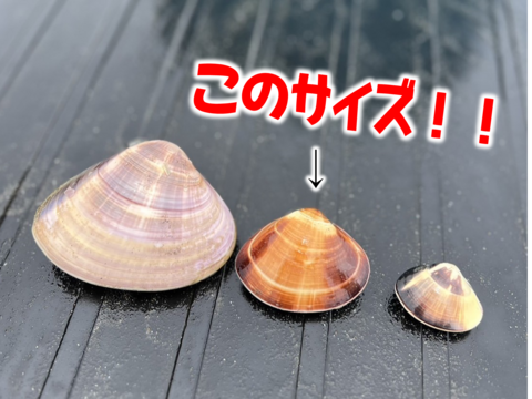 【日時指定も可！】活はまぐり(中)1.5㎏入り(約32個前後)