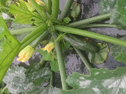 【大好評！本当に美味しい】自然栽培ズッキーニ5本