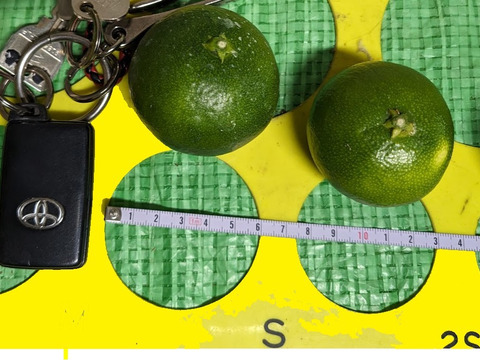 9/14～10日間限定！残暑においしい！極早生みかん 朝採れ出荷 5kg(55±5個 or 75±5個)