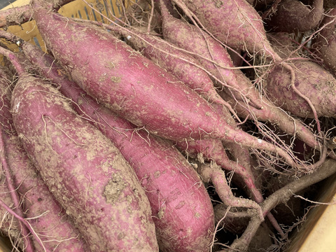 【農薬化学肥料不使用】さつまいも（シルクスイート）２キロ