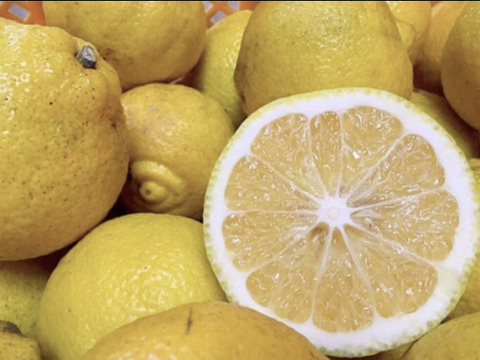 みかん3種食べ比べ(横綱みかん/はるみ/はるか)各1.2kg 計3.6kg 【柑橘食べ比べ】