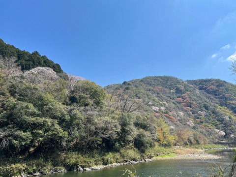 野生日本蜜蜂の発酵蜜【非加熱の生はちみつ】110g 1瓶