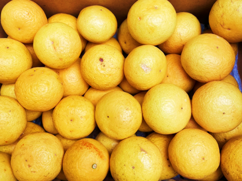 4/5より順次発送【加工用】黄金柑 3kg ゴールデンオレンジ 黄蜜柑 「もったいない」にご賛同ください 仲屋 海瀬農園