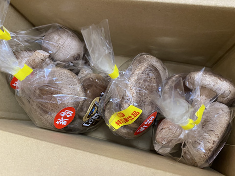 新鮮!!肉厚椎茸♪「マツシー」170g×4袋