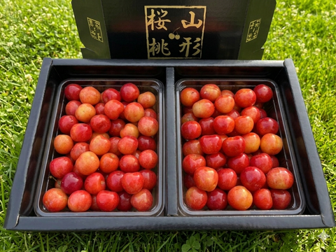 🍒最終間近🍒【朝どれ】《佐藤錦》さくらんぼ 山形県東根産 1kg L.2L 秀・特秀品 バラ詰め