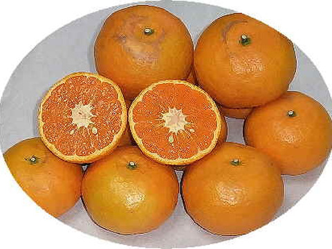 濃厚果汁！南津海(なつみ)　ご家庭用・３Kg