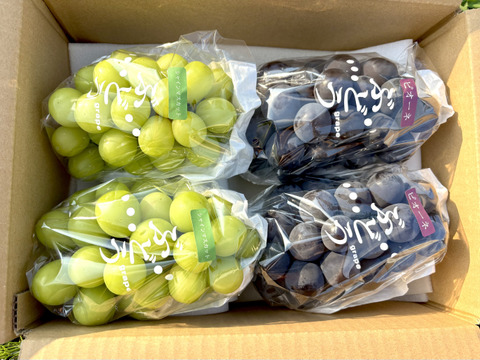 シャインマスカット・ピオーネ各2房1.8kgセット