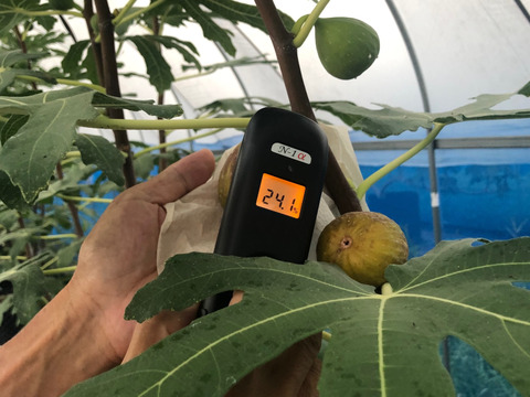 イチジク3種食べ比べ 糖度18%以上 ねっとり甘い 樹上完熟 朝採れイチジク800g(バナーネ・姫蓬莱・ヌアールドカロン) 栽培時農薬不使用