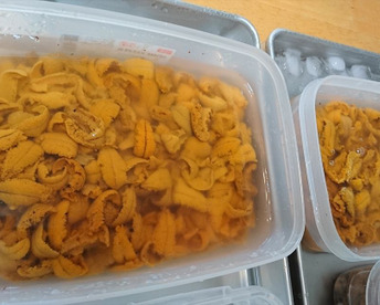 塩水瓶ウニ2本(無選別70g)