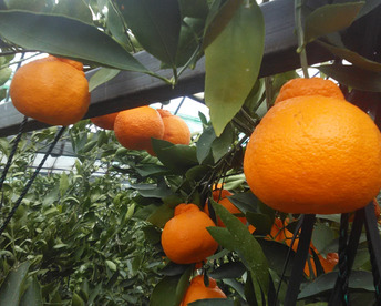 樹になったまま年を越し２月末から収獲開始、超熟早生みかん  １．２級コミコミ　８ｋｇ入り