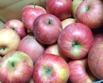 信州りんご🍎サンふじ2段約8
キロ小玉(40～48個入り)