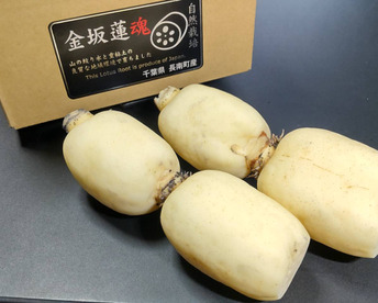 【満天★青空レストラン出演】自然栽培れんこん1kg 真空パック【10～翌4月下旬まで】