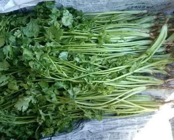 パクチー 有機  10kg