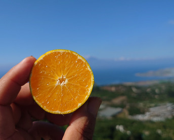 家庭用【自然栽培】（糖度15度超え）樹上完熟の倉出し  食べやすい甘い 食べ出したら止まらない 中生みかん（3K）