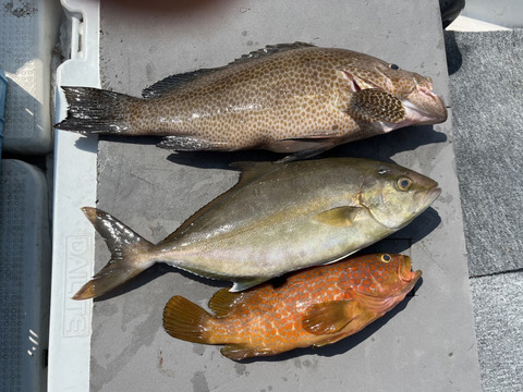 明日朝まで限定！捕れたて！オオモンハタ・カンパチ・アコウ 約2.5kgオーバー 長崎県対馬市(内臓・鱗処理済)