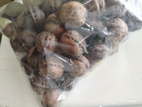 【まとめ買い対応】和くるみ 生クルミ  （殻付き）（約40個以上） 胡桃 国産くるみ 畑横に自然に育っているクルミの木🌳から オニグルミ 国産クルミ 鬼グルミ オニクルミ 鬼クルミ 鬼胡桃☆※常温発送