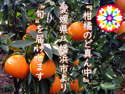【秀品】甘平 4.5kg ギッシリ果肉のシャキシャキ食感♡愛媛限定高級柑橘♫愛媛みかん！！