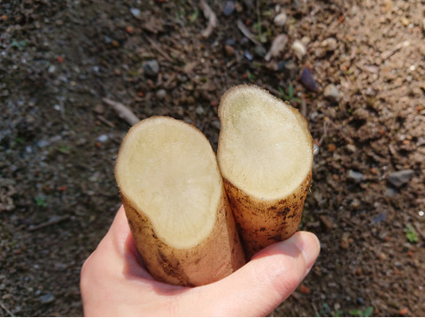 ヤーコンと菊芋のセット ✽ 農薬化学肥料不使用【合計1kg】