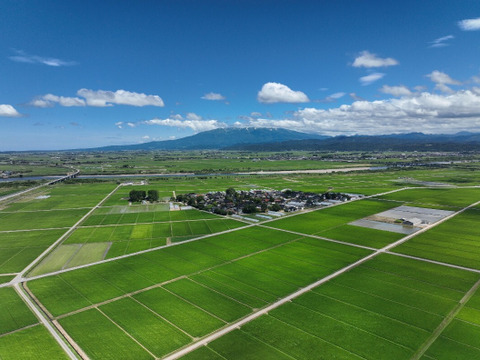令和7年産予約 自然栽培米 ササニシキ 庄内米 10kg(5kg✖️2袋)：山形