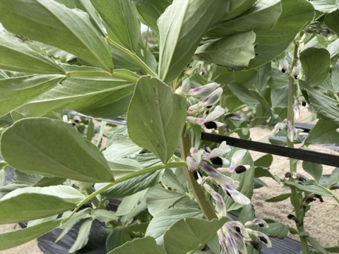 【5月末から発送】初夏の味を是非！ソラマメ（2kg）