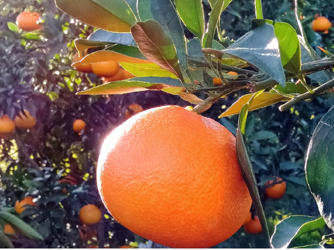 【秀品】まどんな 5kg みんなトリコになる“”プルプル“”新食感♡高級柑橘♫愛媛みかん！