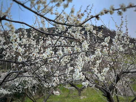 有機JAS和歌山県産青梅4kg青いダイヤ古城梅 安心のオーガニック 梅 6月上旬順次発送予定