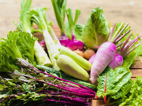 カラフル・レア野菜で元気に！
『Ｌサイズ★カラダ喜ぶ夏野菜セット10品目以上計12袋お届け』
初めての野菜でも安心な簡単レシピ付き、贈り物にも最適です！