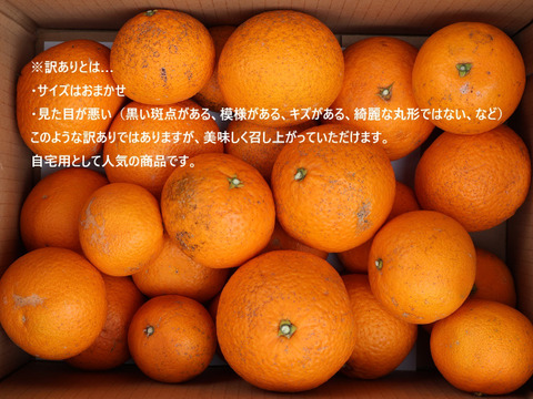 農家直送！きよみオレンジ　訳あり10kg  【平武農園】〜蛍飛ぶ町から旬の便り〜　和歌山｜有田｜田口｜ギフト