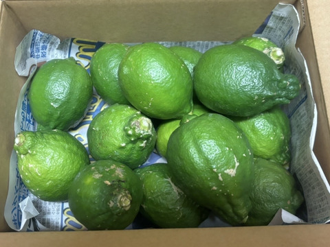 防腐剤、ワックス不使用　皮ごと使用  広島県産希少レモン 璃の香 訳あり品   ２ｋｇ(約14個入）