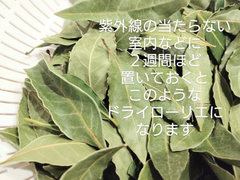 ローリエ月桂樹の生葉または乾燥葉 30枚🌿ハーブ🌿オーガンジーの袋入り♪ シチュー等のお料理に ハーブティーに お風呂に リースやスワッグの材料に☆自然栽培🏣ゆうパック