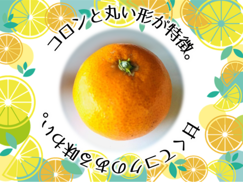 12/20より順次発送 幻のみかん『石地（いしじ）サイズ混合 5kg』 希少品種 5キロ 仲屋 海瀬農園 静岡県 西浦みかん