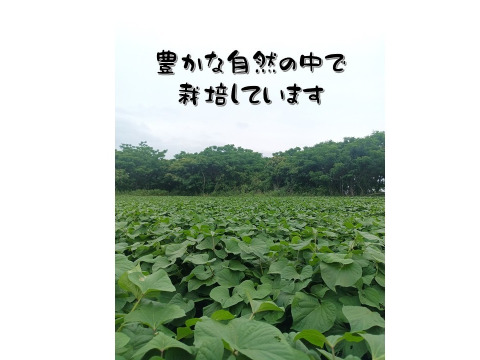 自然熟成 鹿児島産 紅はるか 10kg Sサイズ：鹿児島県産のべにはるか