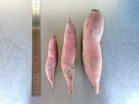 【訳ありＣ品】熟成不要のさつま芋「あまはづき5kg」（虫害・割れ・キズあり、極小～中サイズ、栽培期間中農薬・肥料不使用）