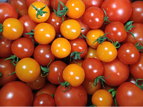 完熟トマト３種食べ比べセット『中玉＆ミニ』1.5kg