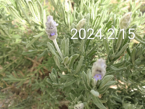 ラベンダーの束（5本✕３）を香りとともに🌿計15本  ハーブ🌿◆スワッグ作りに ◆ドライフラワーに ◆品種「デンタータ」(フリンジドラベンダー)🏣ゆうパック60サイズ