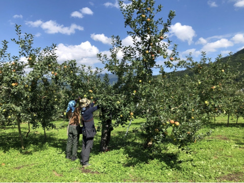 《予約商品》11月中旬～ 綺麗な 葉とらず サンふじ  10キロ箱 24～36玉 長野県産