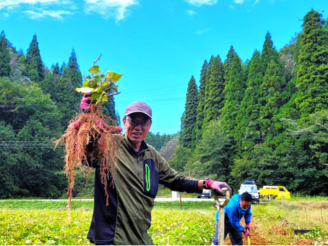 【ねっとり濃厚な甘さ＆なめらかで上品な甘さ】さつまいも詰め合わせセット3㎏