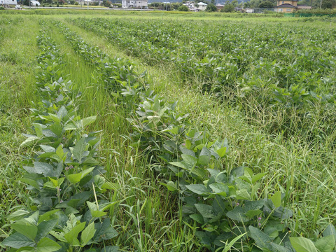 自然栽培大豆4.5キロ　農薬不使用、化学肥料も動物由来肥料も不使用　少し小粒ですが、栄養と美味しさは凝縮していると思います。収穫量は少ないのですが、心を込めて育てました。