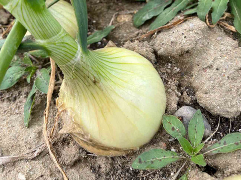 最終！！納豆菌栽培淡路島産　新玉ねぎ１０ｋｇ（残留農薬不検出）　訳アリ品