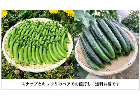 スナップエンドウ/キュウリのセット（約700g/12本）