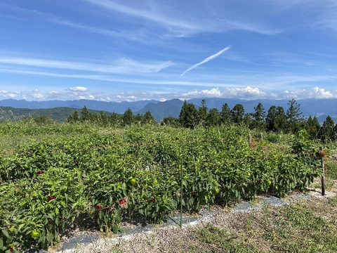 10/31締切‼︎この時期限定ミニミニぼたんこしょう1kg