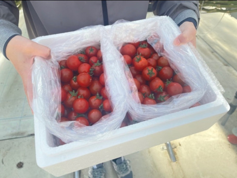 🍅愛知県豊橋市☀太陽の光と天然アミノ酸パワーで「甘味と酸味のバランスが良くしっかり味」のおひさま育ちのミニトマト（1.8kg）