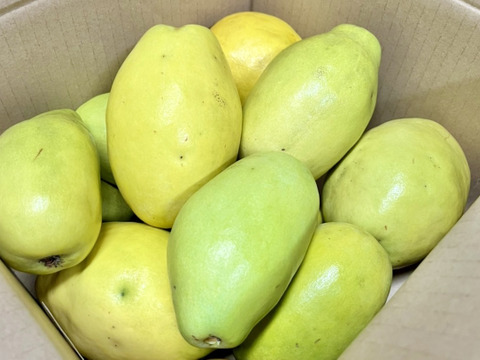 かりん仕事始めませんか？加工用本かりん4kg