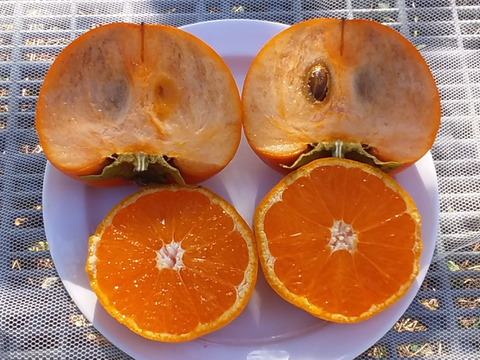 2種組合せ【田口みかん】➕【富有柿】4K和歌山産