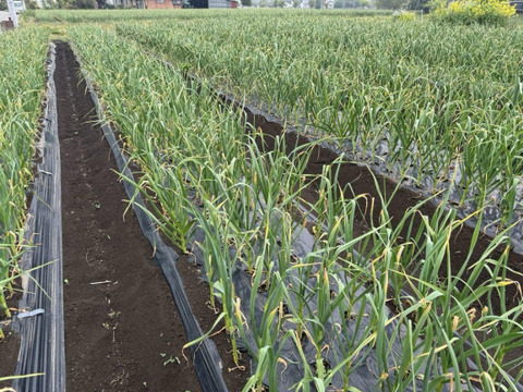 今が旬！にんにくの芽　群馬県産　有機肥料栽培　除草剤　消毒剤無使用
